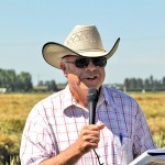 Beef cattle producers can save thousands of dollars by swath grazing cereals over the winter, says Vern Baron.