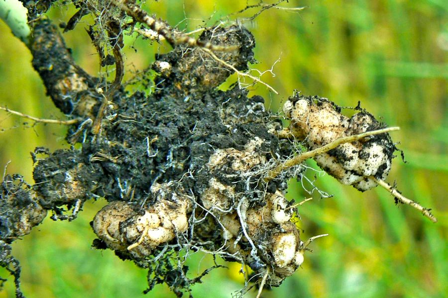 Clubroot figured out canola in Alberta. Then it began destroying canola.