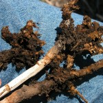 Clubroot infections found in Manitoba mild so far
