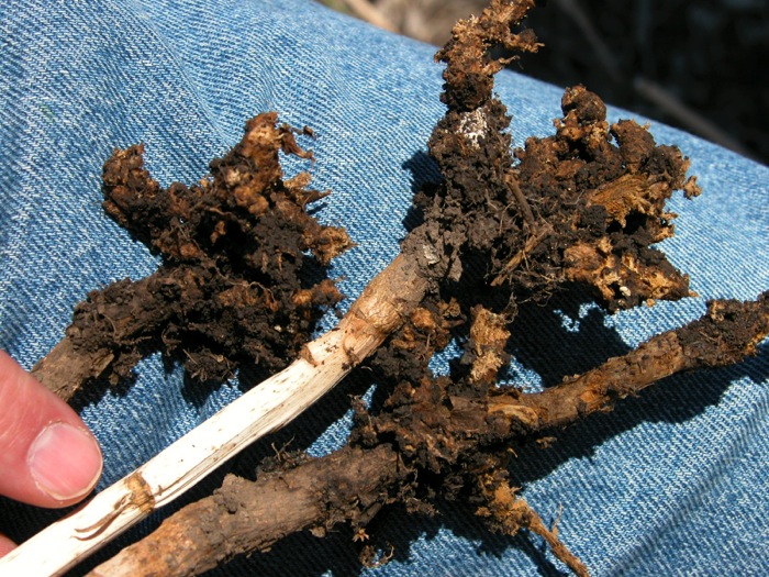 Clubroot infections found in Manitoba mild so far