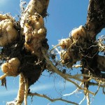 Severe clubroot case in northern North Dakota gets Manitoba’s attention