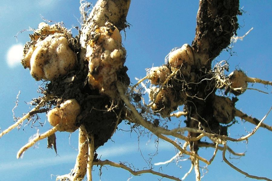 Severe clubroot case in northern North Dakota gets Manitoba’s attention