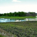 Cereal research programs set back a season from summer flooding