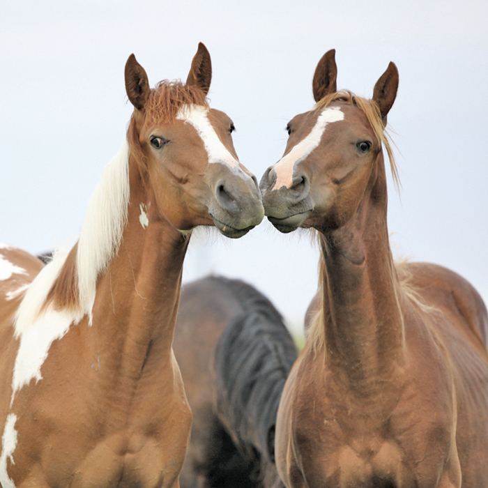 Horses communicate with their eyes and mobile ears
