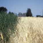 VIDEO: Glyphosate resistance on Manitoba fields