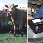 When replacing batteries, ensure the old one is kept out of reach of livestock.