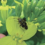 A lygus bug in canola. Once seeds in the lower pods start to change colour canola crops are less susceptible to lygus bug damage. photo: John Gavloski, mafrd