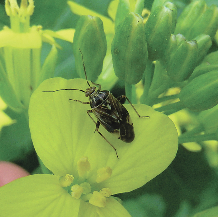 A lygus bug in canola. Once seeds in the lower pods start to change colour canola crops are less susceptible to lygus bug damage.  photo: John Gavloski, mafrd