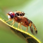 The Mediterranean fruit fly damages 300 types of cultivated and wild fruits, vegetables and nuts worldwide.   Photo: USDA