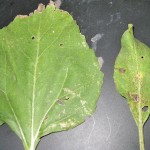 The banded sunflower moth. The economic threshold for control in confectionery sunflowers is two per head. The ideal crop stage for control is R4 to R5.1.   photo: anastasia kubinec MAFRD