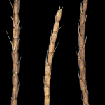 A sample of Aegilops tauschii, a wild relative of wheat, collected in Afghanistan. It has natural resistance to the Hessian fly, a major pest of cereals worldwide.  Photo: USDA/ARS