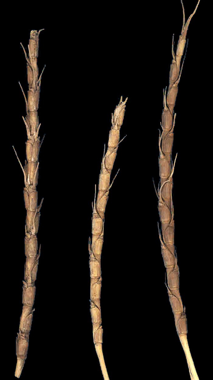 A sample of Aegilops tauschii, a wild relative of wheat, collected in Afghanistan. It has natural resistance to the Hessian fly, a major pest of cereals worldwide.  Photo: USDA/ARS