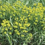 photo: nicole Kimmel