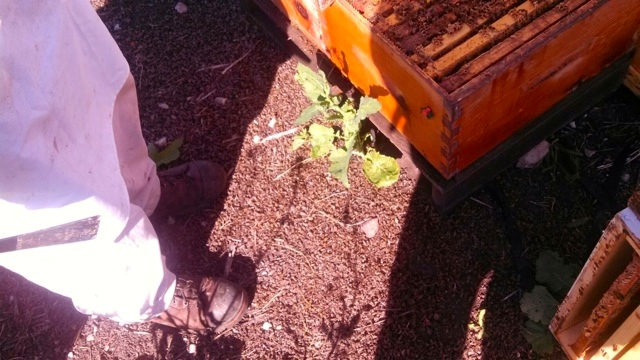Piles of dead bees were reportedly two inches thick in front of the affected hives, with others spread over the whole bee yard.
