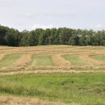 Swathed canola near Elphinstone awaits drier weather. Photo: Laura Rance