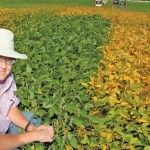 Dennis Lange of Manitoba Agriculture, Food and Rural Development says soybean maturity can vary a lot between varieties as illustrated in this plot near Carman photographed Sept. 5.