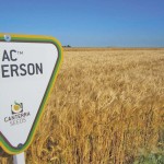 Emerson’s “R” rating for fusarium head blight is driving demand for the new winter wheat.  photo Canterra Seeds