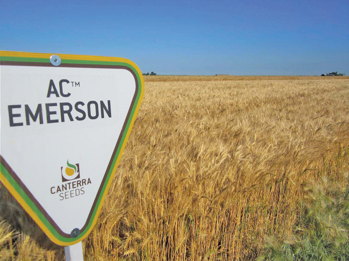 Emerson’s “R” rating for fusarium head blight is driving demand for the new winter wheat.  photo Canterra Seeds