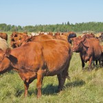 Forages and grasslands are not just about cattle and hay, they also provide a major environmental benefit for all Canadians.
top and above photo: Canadian Forage and Grassland Association