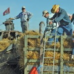 Chris Dzisiak (second from left) helps run swathed grain into the threshing machine.