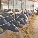 dairy cattle in a barn