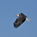 Adult bald eagle.