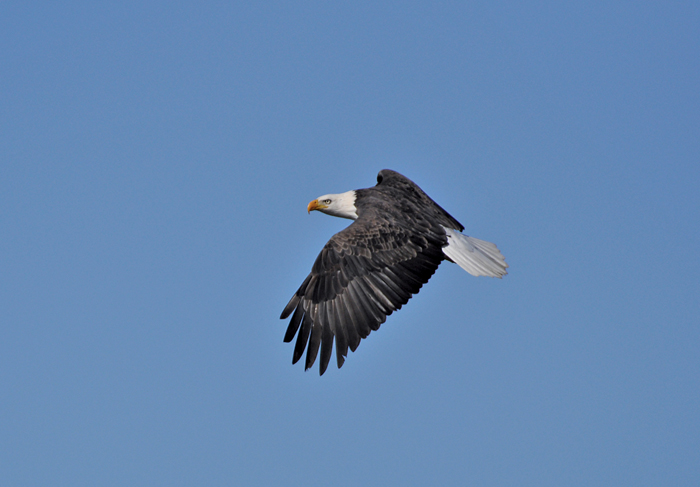 Adult bald eagle in flight