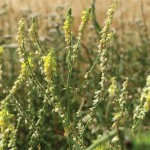 The problem with sweet clover is that it contains a high level of a unique, naturally occurring chemical known as coumarin.