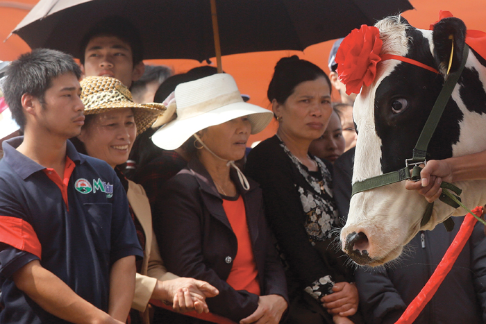 contestants in the Miss Milk Cow beauty contest