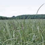 Herbicide-resistant black-grass is costing English farmers $55 to $100 an acre in herbicide costs and if Canadian farmers aren’t careful they can expect similar problems with herbicide-resistant grass weeds, Gowan’s John Edmonds warned herbicide sellers last week.  photo: john edmonds, Gowan