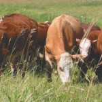 Beef producers ask province for help with feed shortage