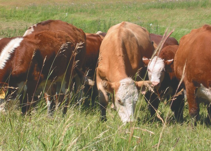 Beef producers ask province for help with feed shortage