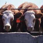 cattle feeding at a trough