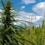 hemp plants