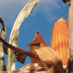 an orange corn cob