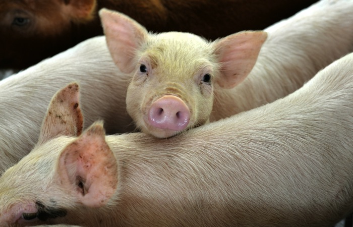 piglets