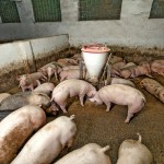 pigs in a barn stall feeding