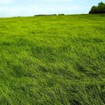 perennial ryegrass