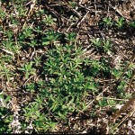 Earlier this spring, kochia became Manitoba's first Group-2 herbicide resistant weed.