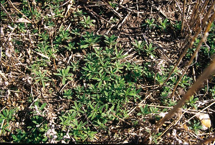 kochia