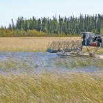 boat harvesting wild rice in a paddy