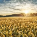sunny field of barley