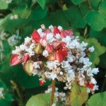 flowering buckwheat plant