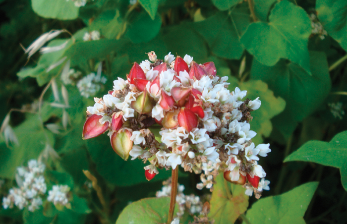 flowering buckwheat plant