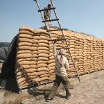 A worker carries a ladder past sacks filled with wheat at a Food Corporation of India (FCI) warehouse in Morinda in the northern Indian state of Punjab February 20, 2013. On Oct. 1, wheat stocks at government warehouses amounted to 32.3 million tonnes, nearly three times the official target.