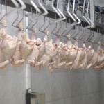 de-feathered chickens on a food-processing line
