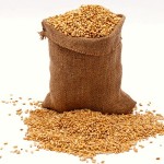 grain spilling out of a burlap bag