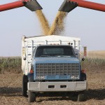 truck being filled with grain
