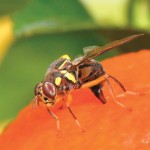Oriental fruit fly