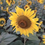 Sunflowers are seen in full bloom on a field in Sirisia district, near the Kenya-Uganda border, on the slopes of Mount Elgon, western Kenya, November 10, 2014.
